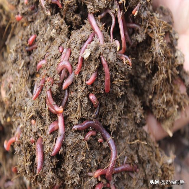 蚯蚓到底是什么样的（蚯蚓有什么用万物皆可用系列）(8)
