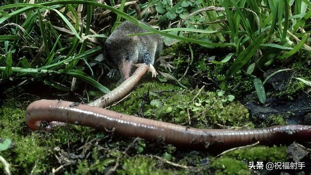 蚯蚓到底是什么样的（蚯蚓有什么用万物皆可用系列）(21)