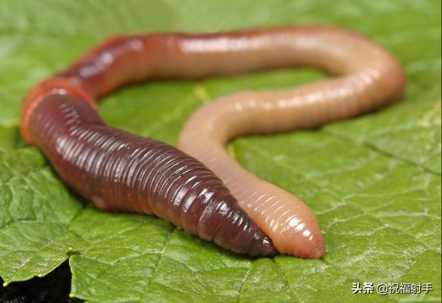 蚯蚓到底是什么样的（蚯蚓有什么用万物皆可用系列）(15)