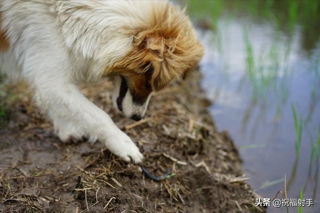 蚯蚓到底是什么样的（蚯蚓有什么用万物皆可用系列）(1)