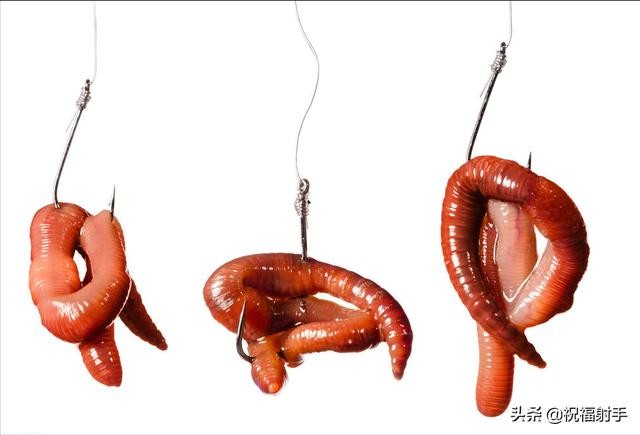蚯蚓到底是什么样的（蚯蚓有什么用万物皆可用系列）(5)