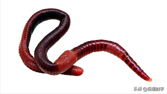蚯蚓到底是什么样的（蚯蚓有什么用万物皆可用系列）(19)