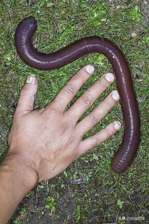 蚯蚓到底是什么样的（蚯蚓有什么用万物皆可用系列）(17)