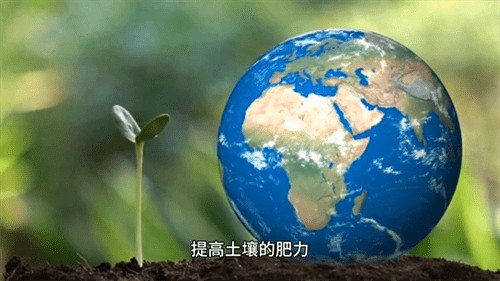 小麦种植时间和方法(小麦种植技术与管理)