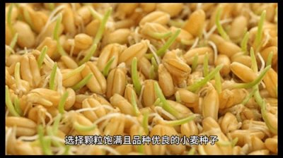 ​小麦种植时间和方法(小麦种植技术与管理)
