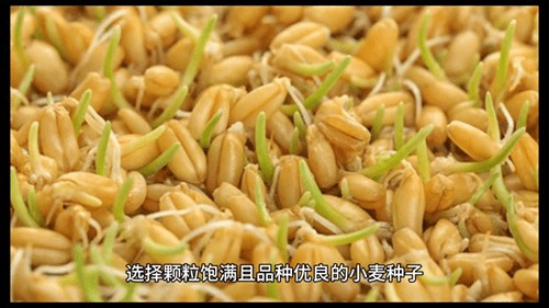小麦种植时间和方法(小麦种植技术与管理)