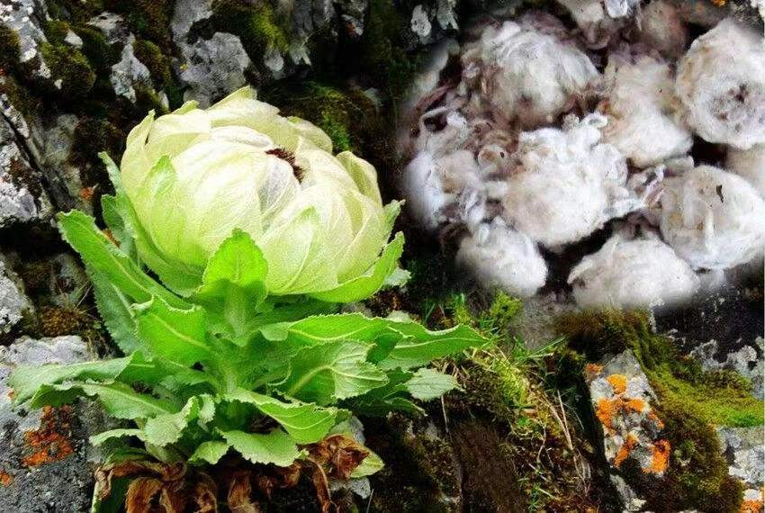 雪莲花长在高山上(雪莲花的寓意和象征意义)