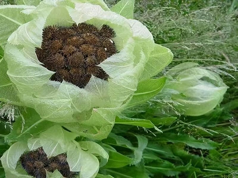 雪莲花长在高山上(雪莲花的寓意和象征意义)