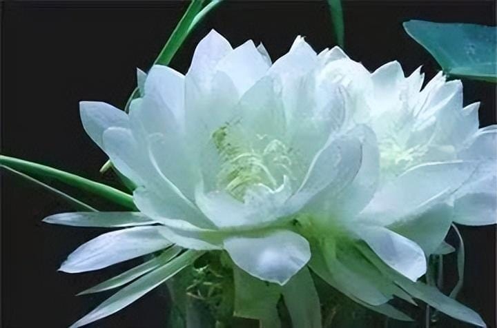 雪莲花长在高山上(雪莲花的寓意和象征意义)