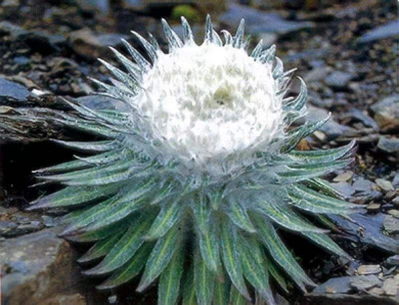 雪莲花长在高山上(雪莲花的寓意和象征意义)