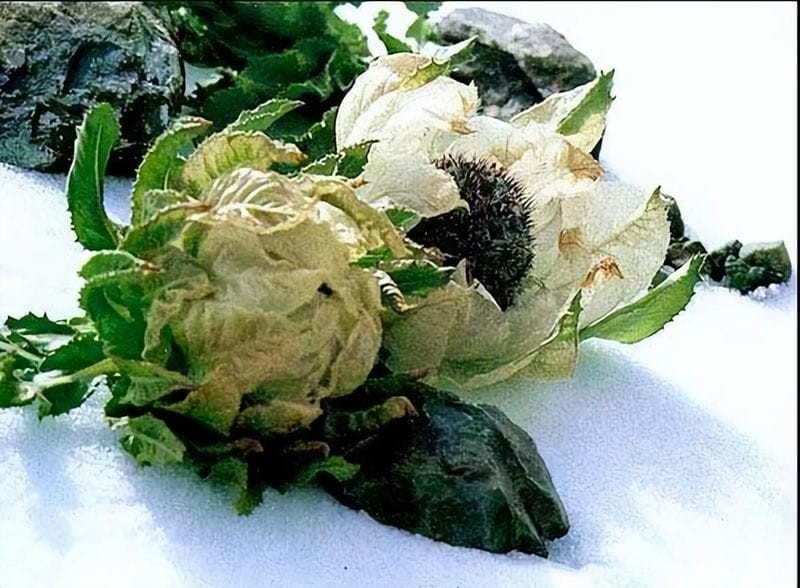 雪莲花长在高山上(雪莲花的寓意和象征意义)