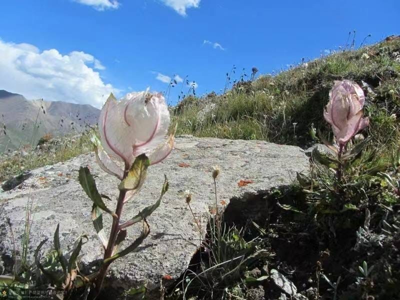 雪莲花长在高山上(雪莲花的寓意和象征意义)