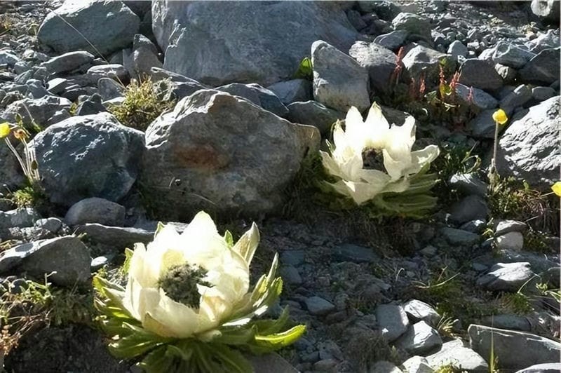 雪莲花长在高山上(雪莲花的寓意和象征意义)