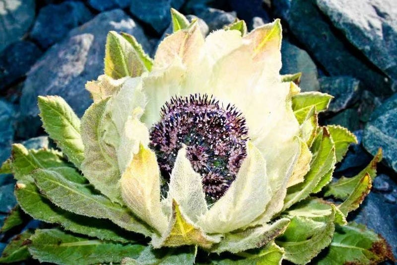 雪莲花长在高山上(雪莲花的寓意和象征意义)