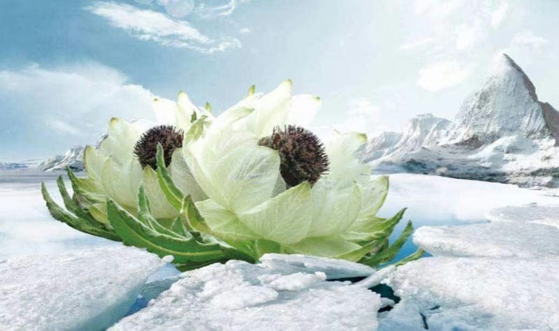 雪莲花长在高山上(雪莲花的寓意和象征意义)