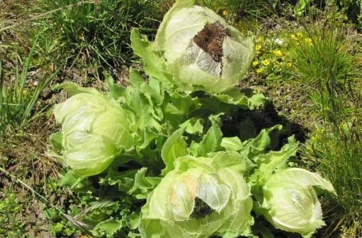 雪莲花长在高山上(雪莲花的寓意和象征意义)