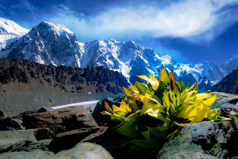 雪莲花长在高山上(雪莲花的寓意和象征意义)