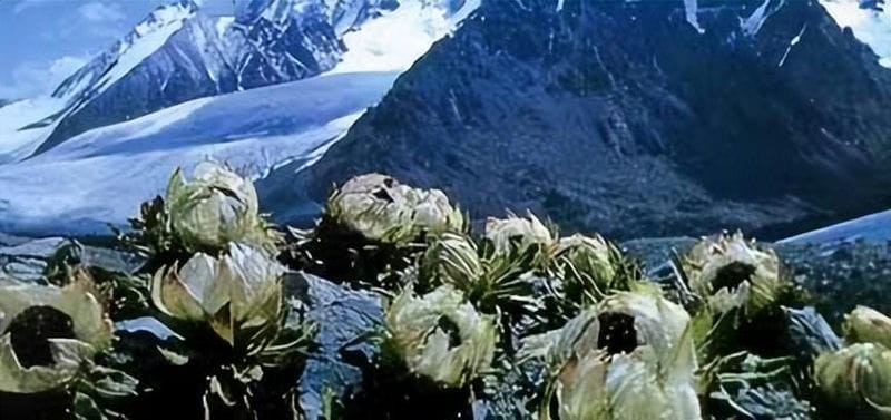 雪莲花长在高山上(雪莲花的寓意和象征意义)