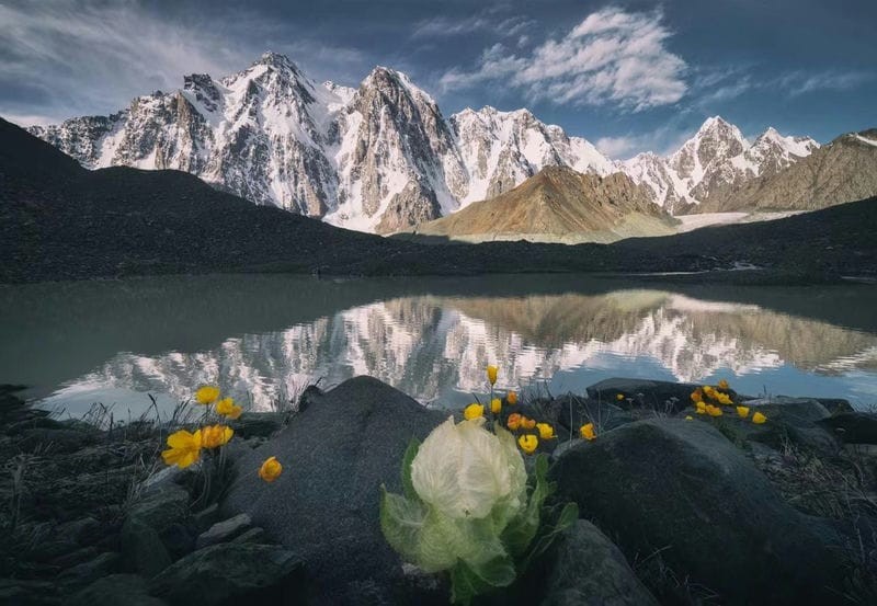 雪莲花长在高山上(雪莲花的寓意和象征意义)