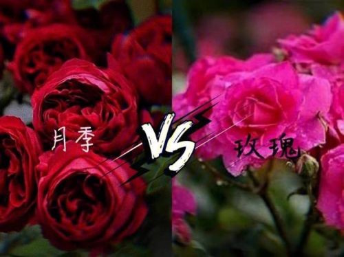 玫瑰和月季的区别图解(玫瑰和月季的区别对照图)-第1张图片-