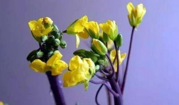 紫菜苔需要焯水,紫色的菜苔是什么菜图2