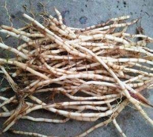 茅草根的功效与作用是什么?