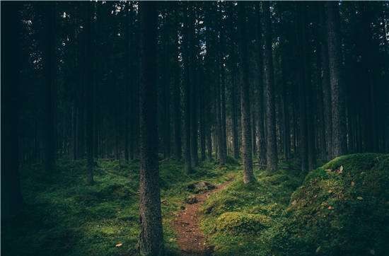 茅草根的作用与功效,茅草根的功效与作用是什么?图4