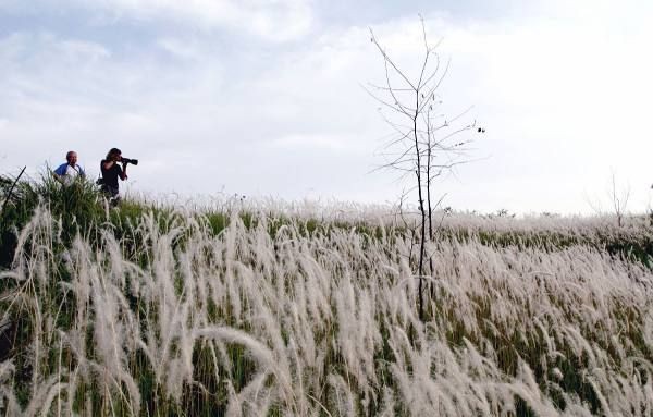 茅草根的作用与功效,茅草根的功效与作用是什么?图6