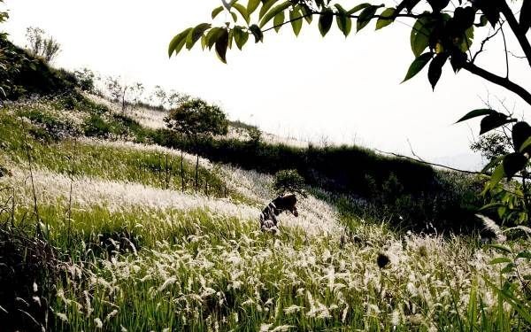 茅草根的作用与功效,茅草根的功效与作用是什么?图5