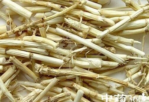 茅根的功效与作用的功能与主治