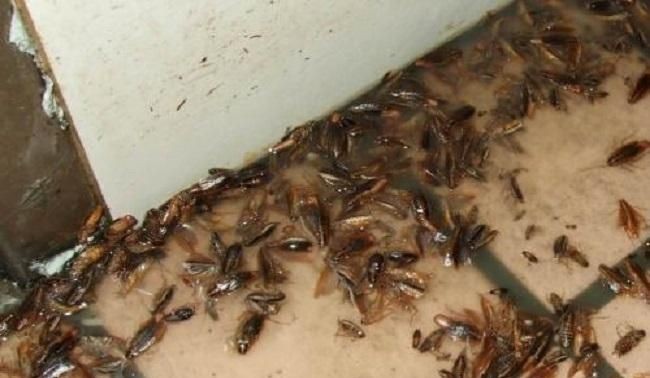 一只蟑螂一次能生多少只小蟑螂