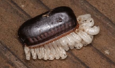 蟑螂一次能生多少只小蟑螂,一只蟑螂一次能生多少只小蟑螂图4