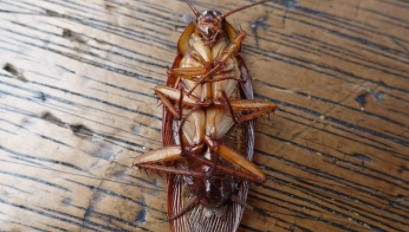 蟑螂一次能生多少只小蟑螂,一只蟑螂一次能生多少只小蟑螂图3