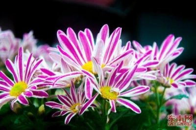 ​重阳节诗句古诗4句100句(重阳节的诗句是什么)