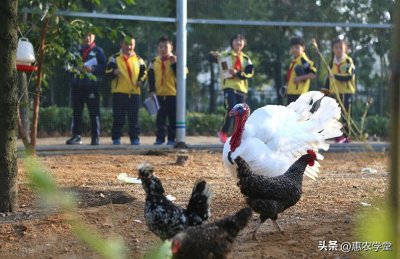 ​芦花鸡市场价格一览：不同地区的价格差异大！