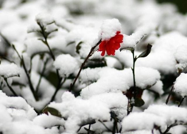 幼儿园唐诗必背30首（韩愈春雪）(1)