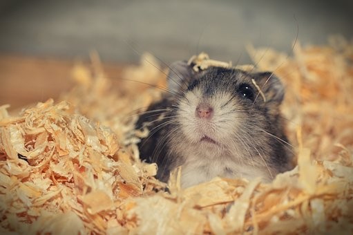 hamster-3878853__340.jpg