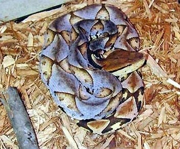 世界上十大毒蛇排名,你见过哪些?