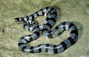 世界上十大毒蛇排名,你见过哪些?