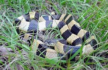 世界上十大毒蛇排名,你见过哪些?