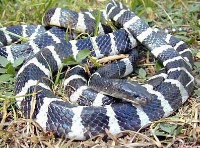 世界上十大毒蛇排名,你见过哪些?