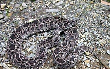 世界上十大毒蛇排名,你见过哪些?