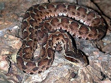 世界上十大毒蛇排名,你见过哪些?