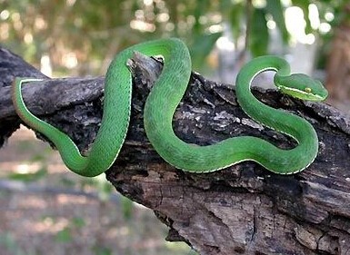 世界上十大毒蛇排名,你见过哪些?