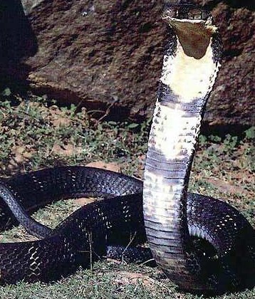 世界上十大毒蛇排名,你见过哪些?