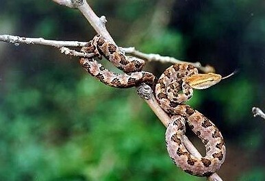 世界上十大毒蛇排名,你见过哪些?