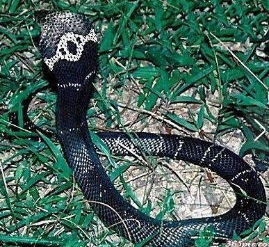 世界上十大毒蛇排名,你见过哪些?