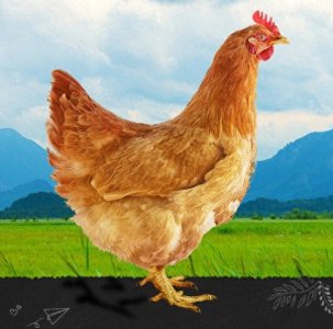 ​注意好这七个细节，保证养鸡发瘟，年年赚钱