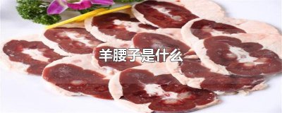 ​羊腰子是什么
