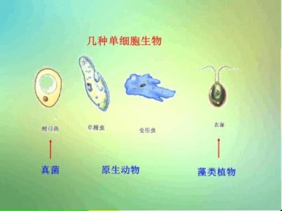 ​单细胞生物是什么意思
